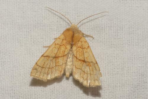 Réf. 193 520 : Tiliacea citrago